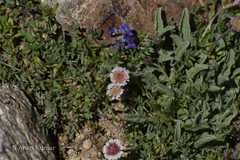 Psychrogeton andryaloides